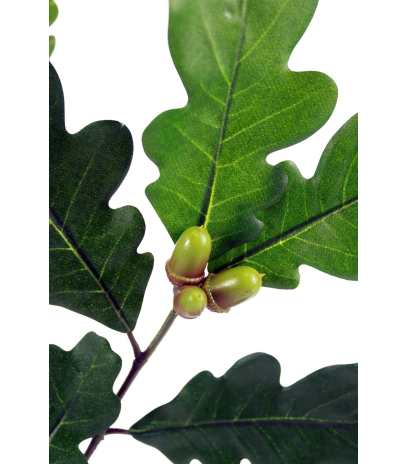 Branche de chêne feuillue