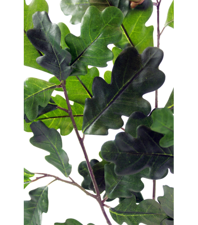 Branche de chêne feuillue