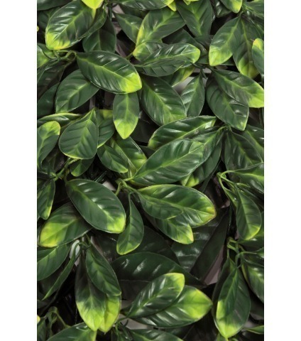 Plaque de cornouiller