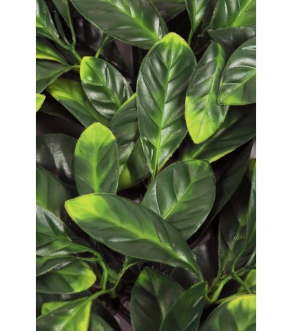 Plaque de cornouiller