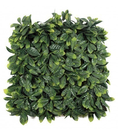 Plaque de cornouiller