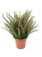 Grande bruyère Erica artificielle