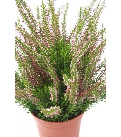 Grande bruyère Erica artificielle