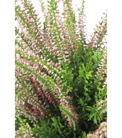Grande bruyère Erica artificielle