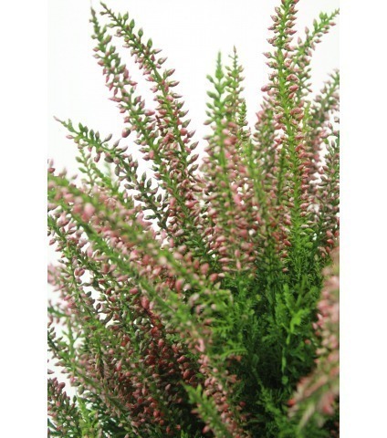 Grande bruyère Erica artificielle