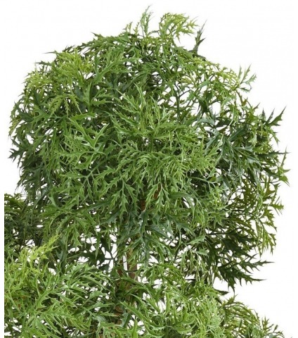 Bonsaï aralia majestueux