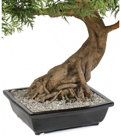 Bonsaï aralia majestueux