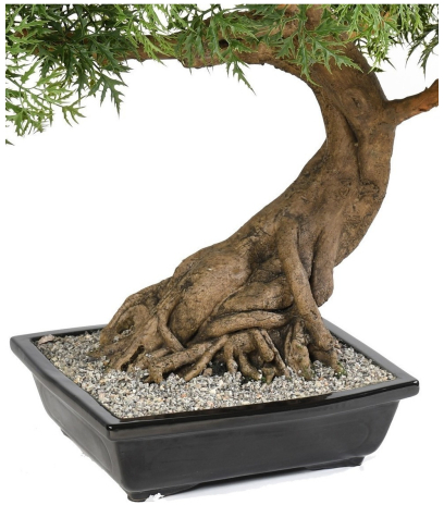 Bonsaï aralia majestueux