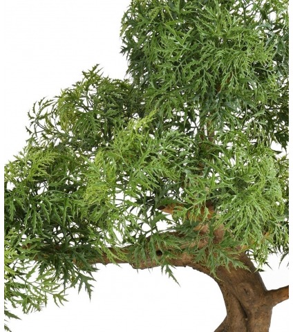 Bonsaï aralia majestueux