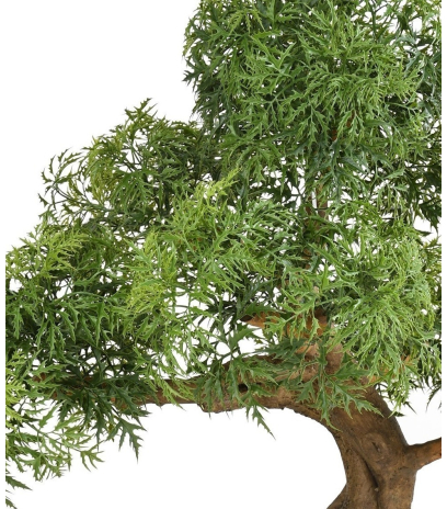 Bonsaï aralia majestueux