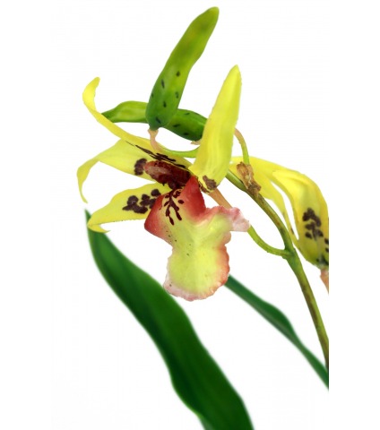 Cambria artificielle jaune