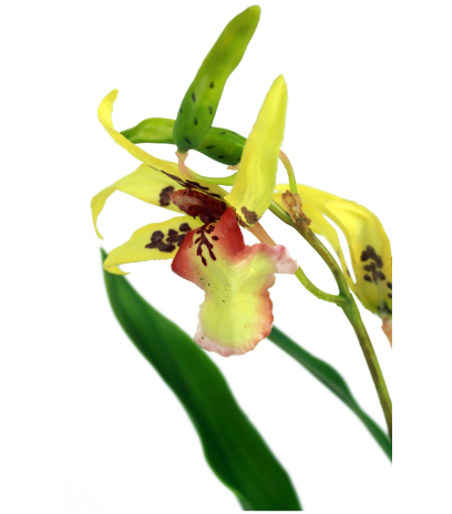 Cambria artificielle jaune