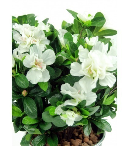 Azalée blanche artificielle