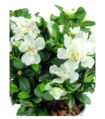 Azalée blanche artificielle