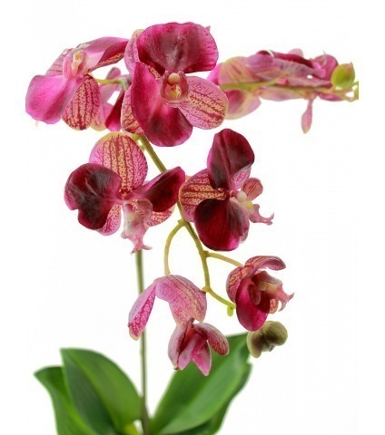 Phalaenopsis artificielle simple