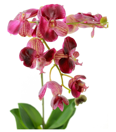 Phalaenopsis artificielle simple