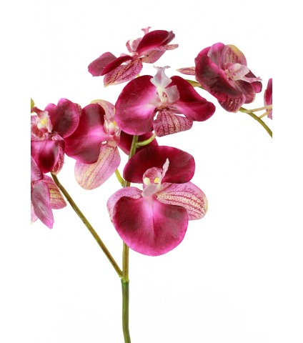 Phalaenopsis artificielle simple