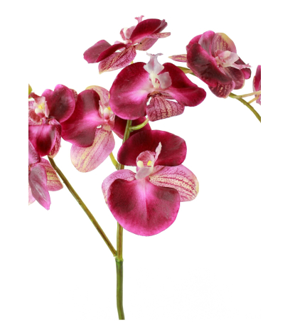 Phalaenopsis artificielle simple