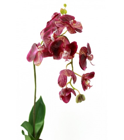 Phalaenopsis artificielle simple