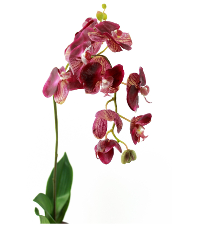 Phalaenopsis artificielle simple