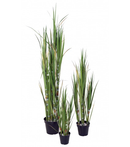 Canne à sucre artificielle