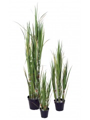 Canne à sucre artificielle