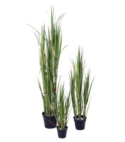 Canne à sucre artificielle