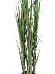 Canne à sucre artificielle