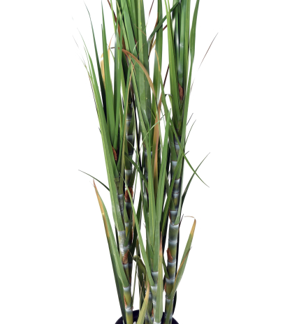 Canne à sucre artificielle