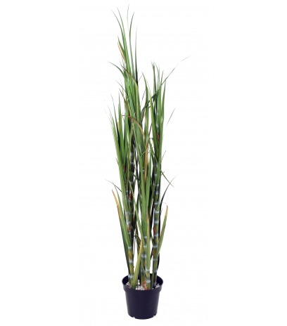 Canne à sucre artificielle