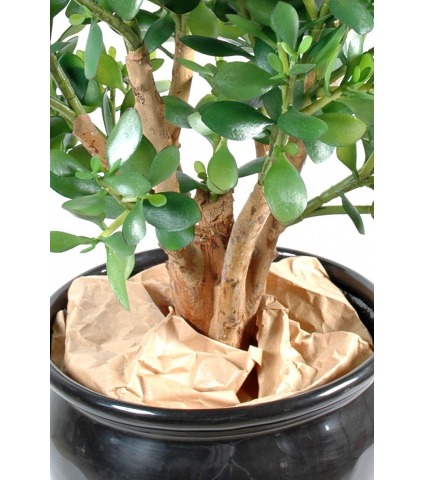 Crassula large artificiel