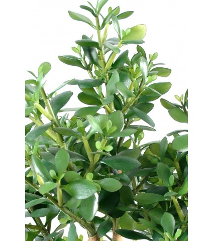 Crassula large artificiel