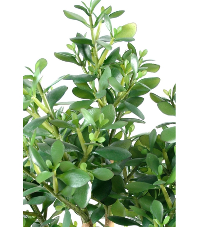Crassula large artificiel