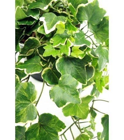 Lierre glacier artificiel