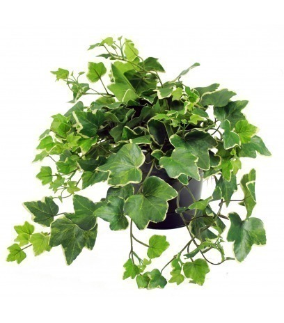 Lierre glacier artificiel