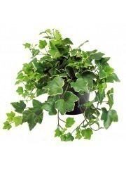 Lierre glacier artificiel