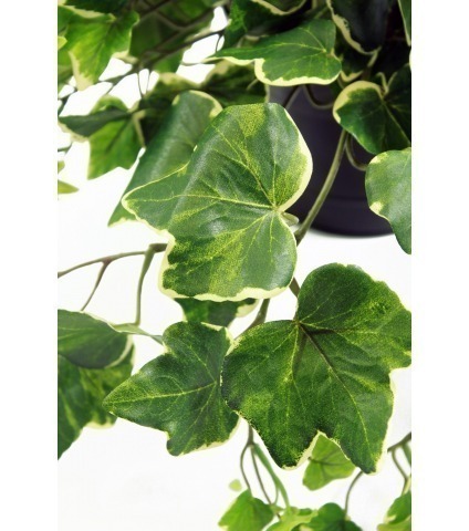 Lierre glacier artificiel