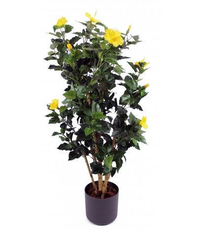 Arbuste hibiscus jaune