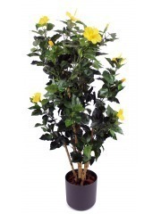 Arbuste hibiscus jaune