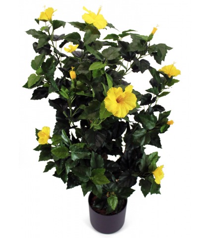 Arbuste hibiscus jaune