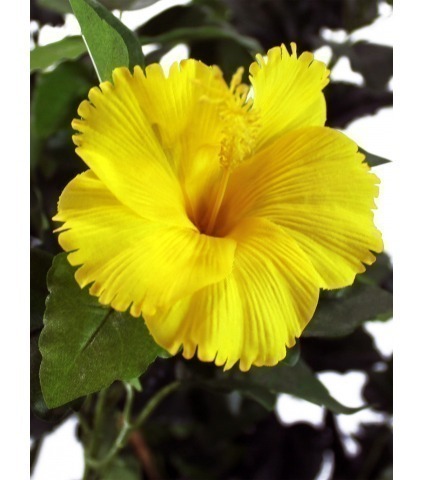 Arbuste hibiscus jaune