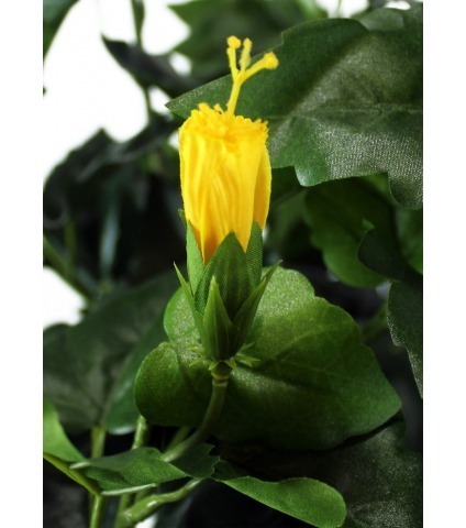 Arbuste hibiscus jaune