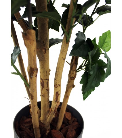 Arbuste hibiscus jaune