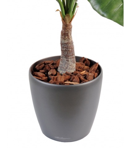 Alocasia calidora artificiel