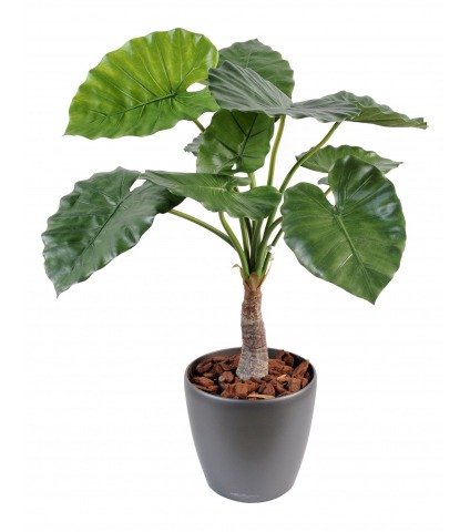Alocasia calidora artificiel