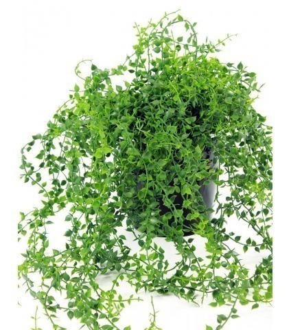 Chute de callisie artificielle