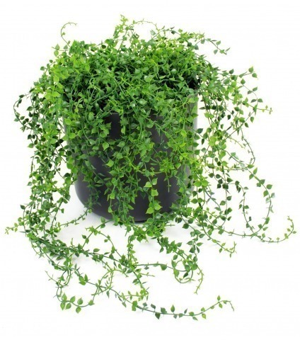 Chute de callisie artificielle