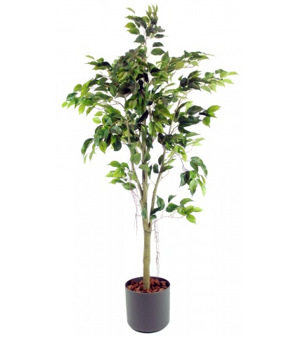 Ficus artificiel tronc blanc