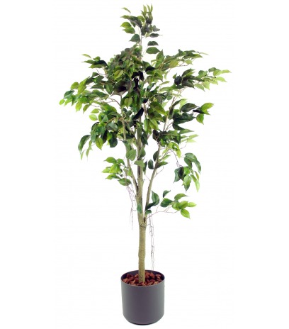Ficus artificiel tronc blanc