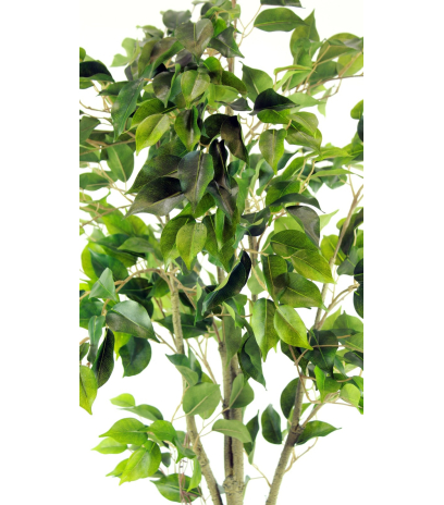 Ficus artificiel tronc blanc